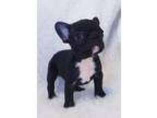 French Bulldog Puppy for sale in Argyle, IA, USA