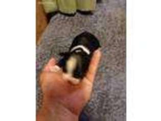 Boston Terrier Puppy for sale in Thayer, KS, USA