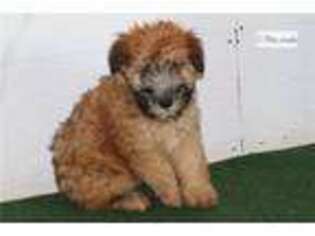 Soft Coated Wheaten Terrier Puppy for sale in Oklahoma City, OK, USA