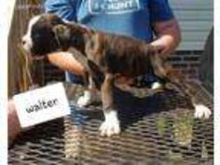 Boxer Puppy for sale in Angier, NC, USA