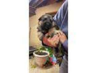 German Shepherd Dog Puppy for sale in Hesperia, MI, USA