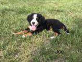 Bernese Mountain Dog Puppy for sale in Burr Oak, MI, USA