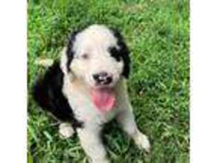 Mutt Puppy for sale in Boston, KY, USA