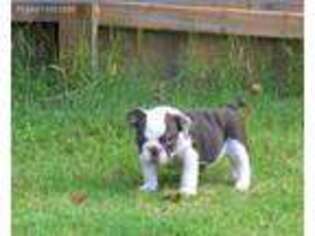 Bulldog Puppy for sale in Fort Valley, GA, USA
