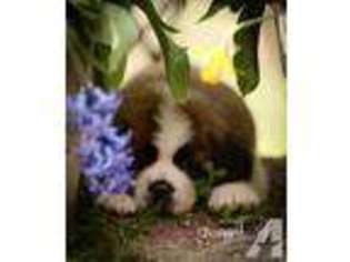 Saint Bernard Puppy for sale in POWELL, TN, USA