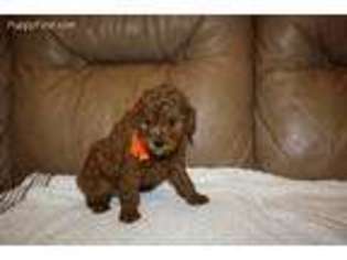 Goldendoodle Puppy for sale in Creighton, MO, USA