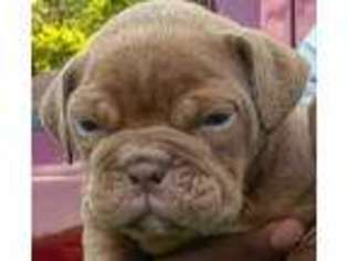 Bulldog Puppy for sale in Conyers, GA, USA