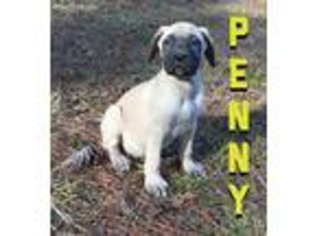 Mastiff Puppy for sale in Glenwood, AR, USA