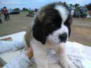 Saint Bernard Puppy for sale in Corning, CA, USA