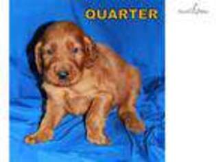 Irish Setter Puppy for sale in Kansas City, MO, USA