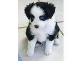 Miniature Australian Shepherd Puppy for sale in Fallbrook, CA, USA