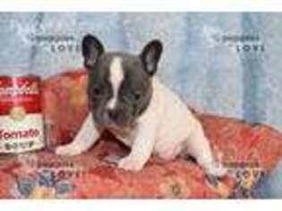 French Bulldog Puppy for sale in Sanger, TX, USA