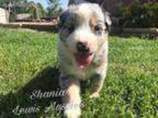 Australian Shepherd Puppy for sale in Dibble, OK, USA