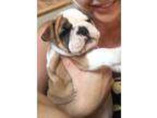 Bulldog Puppy for sale in Brooksville, FL, USA