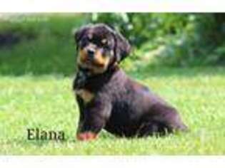 Rottweiler Puppy for sale in Mifflin, PA, USA