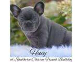 French Bulldog Puppy for sale in Chelsea, AL, USA