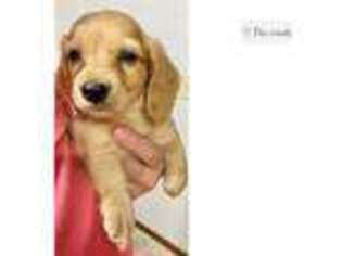 Dachshund Puppy for sale in Joplin, MO, USA