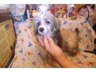 Chinese Crested Puppy for sale in Jacksonville, FL, USA