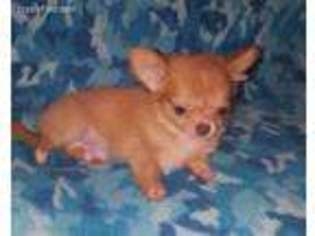Chihuahua Puppy for sale in Independence, LA, USA