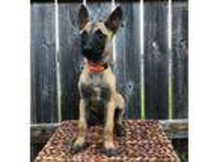 Belgian Malinois Puppy for sale in Copperas Cove, TX, USA