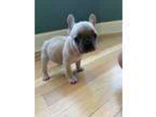 French Bulldog Puppy for sale in Imperial, MO, USA