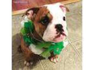 Bulldog Puppy for sale in Manchester, NH, USA