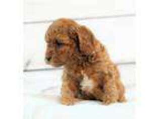 Cavapoo Puppy for sale in Sterling, OH, USA