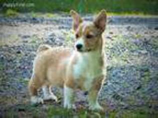 Pembroke Welsh Corgi Puppy for sale in Meadow Bridge, WV, USA