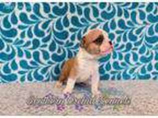 Bulldog Puppy for sale in West Monroe, LA, USA