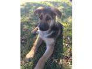 German Shepherd Dog Puppy for sale in Brookfield, MO, USA
