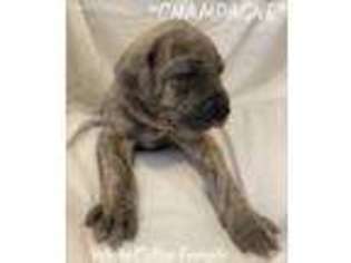 Great Dane Puppy for sale in Grand Junction, CO, USA