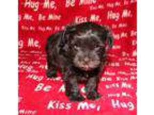 Mutt Puppy for sale in Beaverton, OR, USA