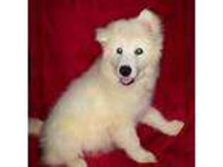 Alaskan Malamute Puppy for sale in Houston, TX, USA