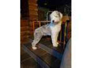 Old English Sheepdog Puppy for sale in Greensburg, PA, USA