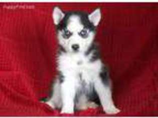 Siberian Husky Puppy for sale in Reedsville, PA, USA