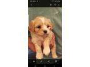 Cavachon Puppy for sale in Huntington, NY, USA