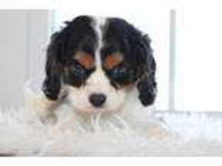 Cavalier King Charles Spaniel Puppy for sale in Massillon, OH, USA