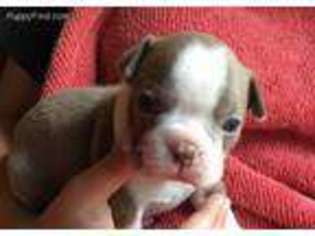 Boston Terrier Puppy for sale in Fayetteville, WV, USA