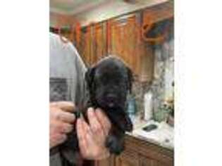 Mastiff Puppy for sale in Calhoun, GA, USA