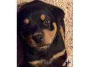 Rottweiler Puppy for sale in COLEMAN, TX, USA