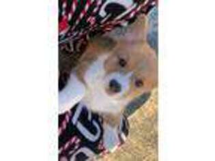 Pembroke Welsh Corgi Puppy for sale in Dahlonega, GA, USA