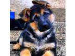German Shepherd Dog Puppy for sale in CARMICHAEL, CA, USA