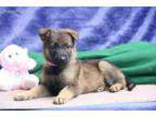 German Shepherd Dog Puppy for sale in Bird In Hand, PA, USA