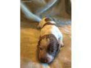 Dachshund Puppy for sale in Blacksburg, SC, USA