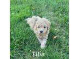 Goldendoodle Puppy for sale in Jerseyville, IL, USA