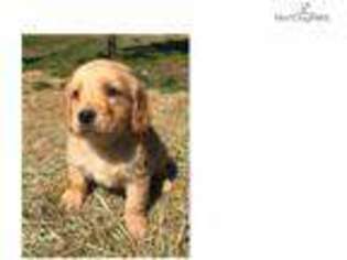 Golden Retriever Puppy for sale in Fort Worth, TX, USA