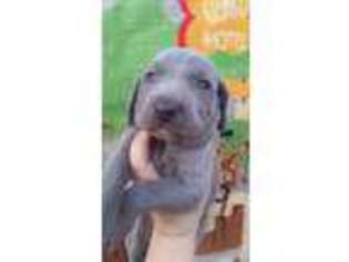 Weimaraner Puppy for sale in Auburn Hills, MI, USA