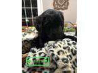 Goldendoodle Puppy for sale in Wharton, TX, USA