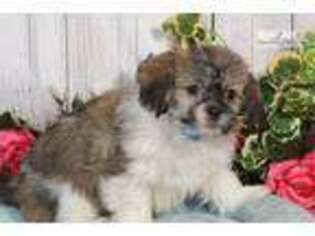 Lhasa Apso Puppy for sale in Williamsport, PA, USA