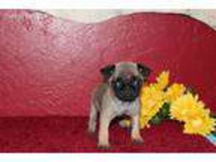 Pug Puppy for sale in Lawton, OK, USA